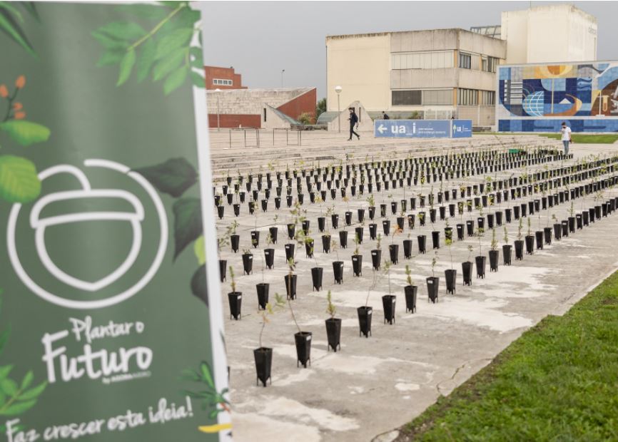 plant.jpg